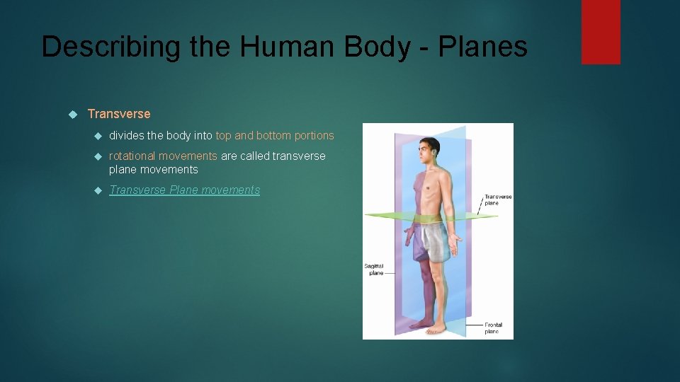Describing the Human Body - Planes Transverse divides the body into top and bottom