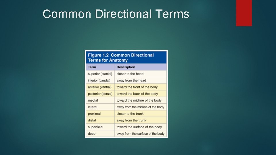 Common Directional Terms 