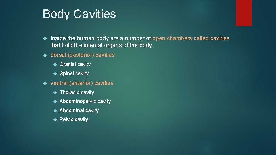 Body Cavities Inside the human body are a number of open chambers called cavities