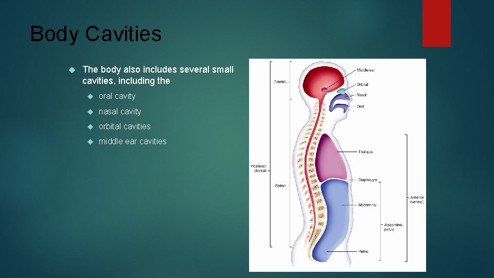 Body Cavities The body also includes several small cavities, including the oral cavity nasal