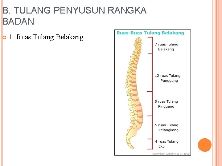 B. TULANG PENYUSUN RANGKA BADAN 1. Ruas Tulang Belakang 