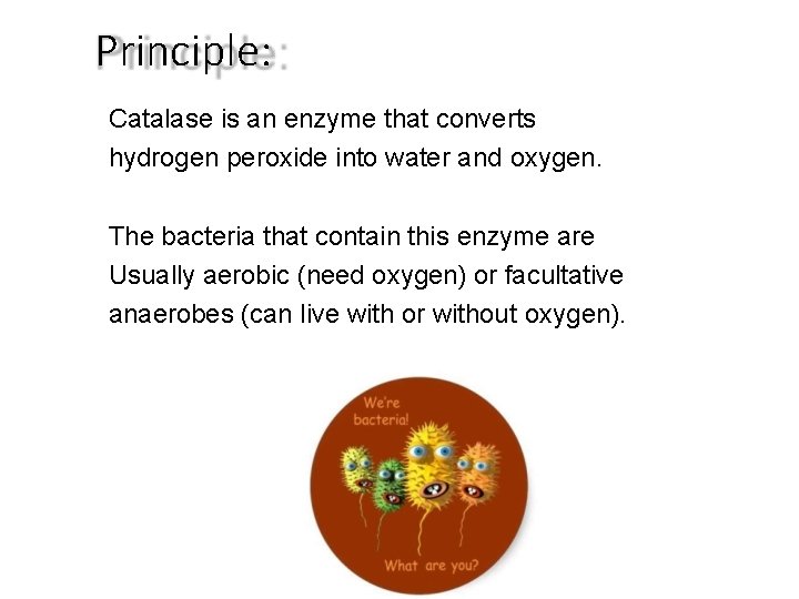 Principle: Catalase is an enzyme that converts hydrogen peroxide into water and oxygen. The