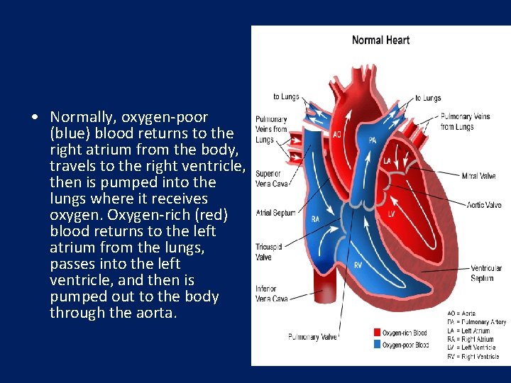  • Normally, oxygen-poor (blue) blood returns to the right atrium from the body,