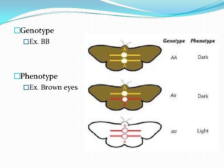 �Genotype �Ex. BB �Phenotype �Ex. Brown eyes 