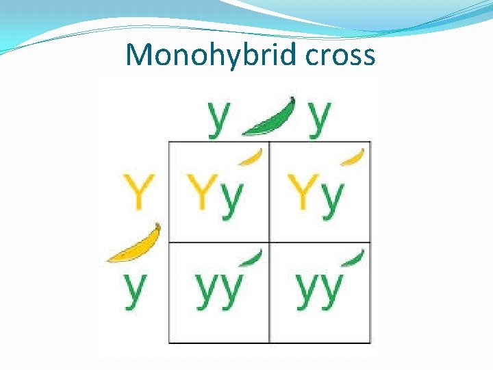 Monohybrid cross 