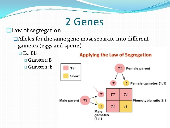 2 Genes �Law of segregation �Alleles for the same gene must separate into different