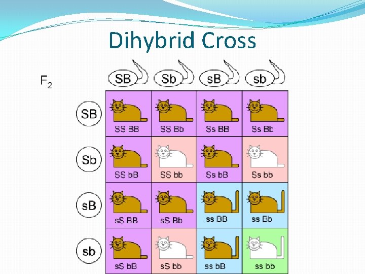 Dihybrid Cross 