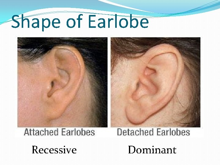 Shape of Earlobe Recessive Dominant 