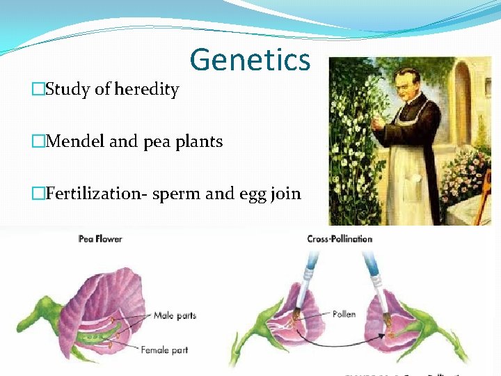 �Study of heredity Genetics �Mendel and pea plants �Fertilization- sperm and egg join 