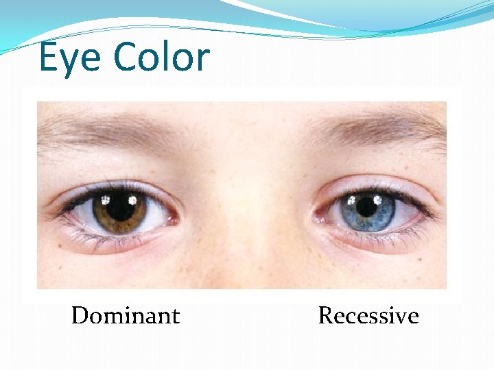 Eye Color Dominant Recessive 