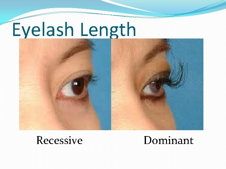 Eyelash Length Recessive Dominant 