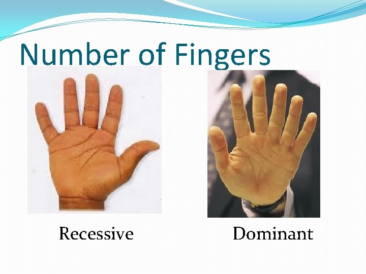 Number of Fingers Recessive Dominant 