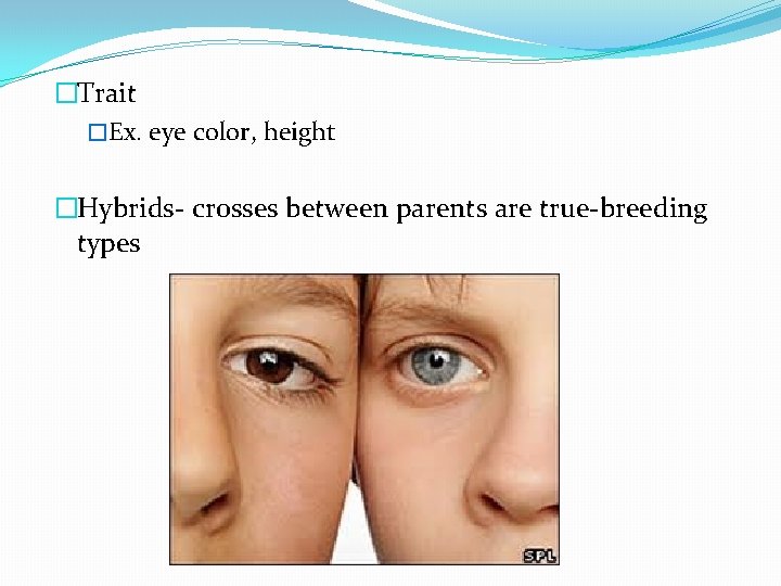 �Trait �Ex. eye color, height �Hybrids- crosses between parents are true-breeding types 