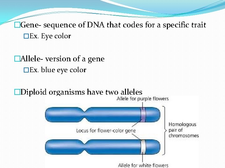 �Gene- sequence of DNA that codes for a specific trait �Ex. Eye color �Allele-