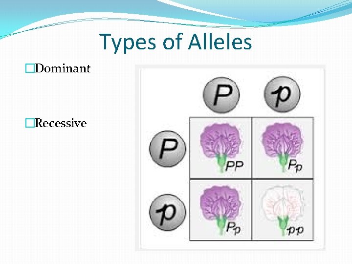 Types of Alleles �Dominant �Recessive 