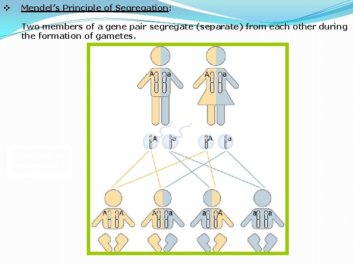 v Mendel’s Principle of Segregation: Two members of a gene pair segregate (separate) from