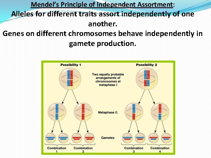 Mendel’s Principle of Independent Assortment: Alleles for different traits assort independently of one another.