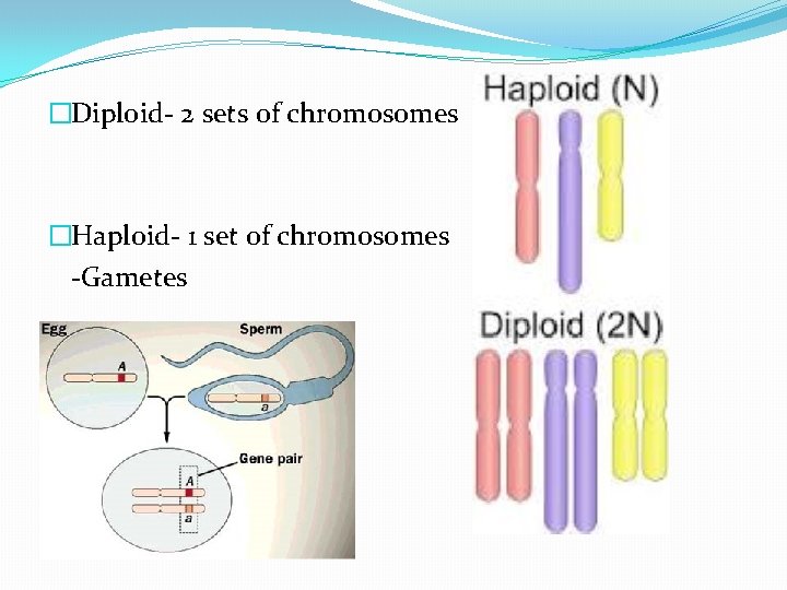 �Diploid- 2 sets of chromosomes �Haploid- 1 set of chromosomes -Gametes 