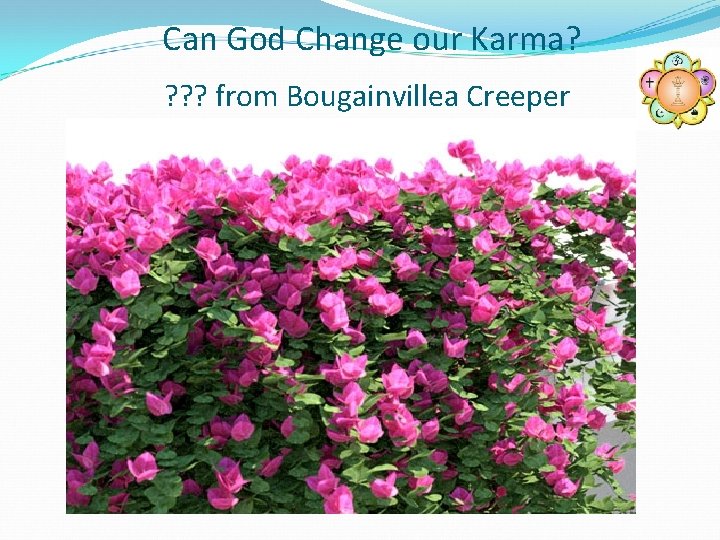 Can God Change our Karma? ? from Bougainvillea Creeper 
