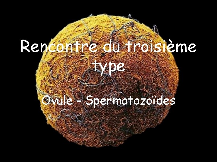 Rencontre du troisième type Ovule - Spermatozoïdes 