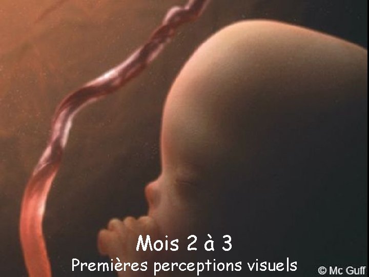 Mois 2 à 3 Premières perceptions visuels 