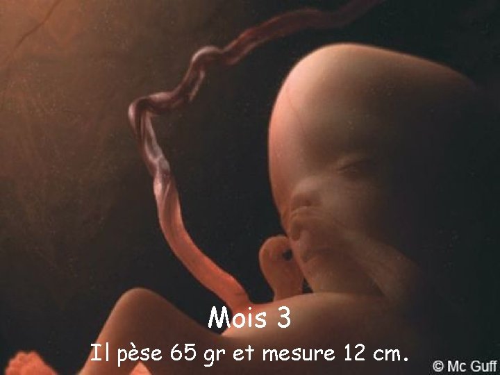 Mois 3 Il pèse 65 gr et mesure 12 cm. 