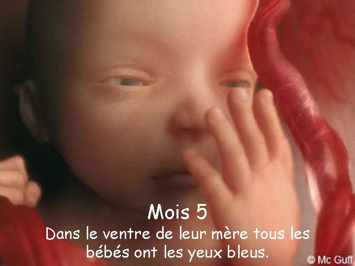 Mois 5 Dans le ventre de leur mère tous les bébés ont les yeux