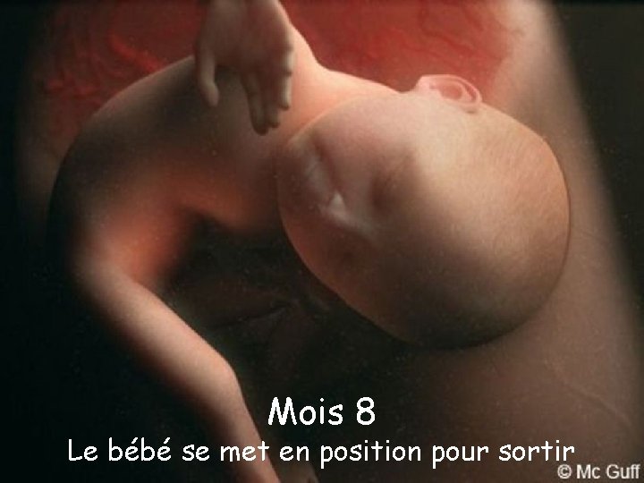 Mois 8 Le bébé se met en position pour sortir 