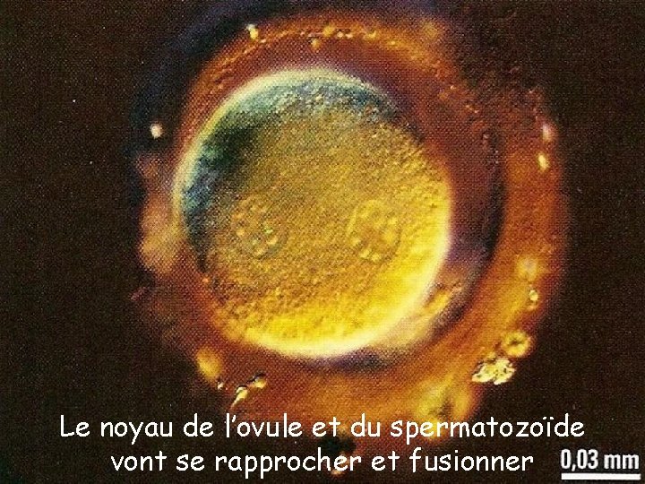 Le noyau de l’ovule et du spermatozoïde vont se rapprocher et fusionner 