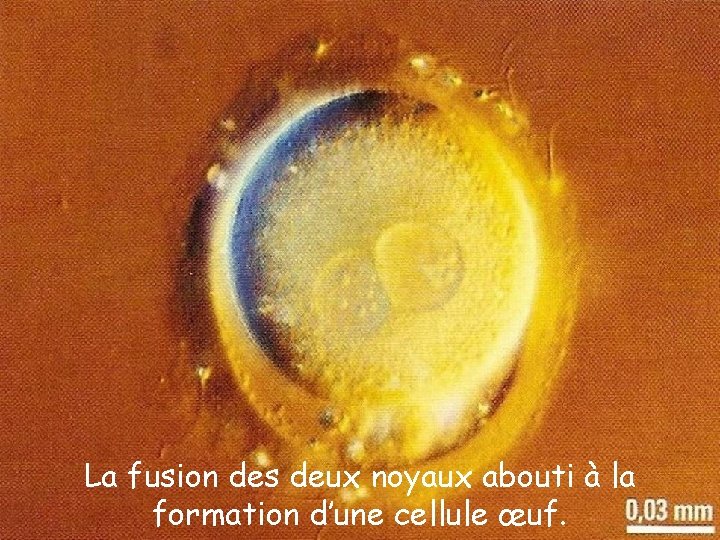 La fusion des deux noyaux abouti à la formation d’une cellule œuf. 