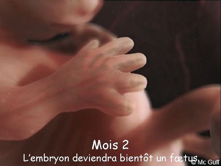 Mois 2 L’embryon deviendra bientôt un fœtus 