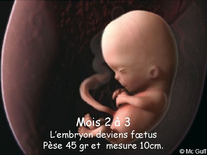 Mois 2 à 3 L’embryon deviens fœtus Pèse 45 gr et mesure 10 cm.