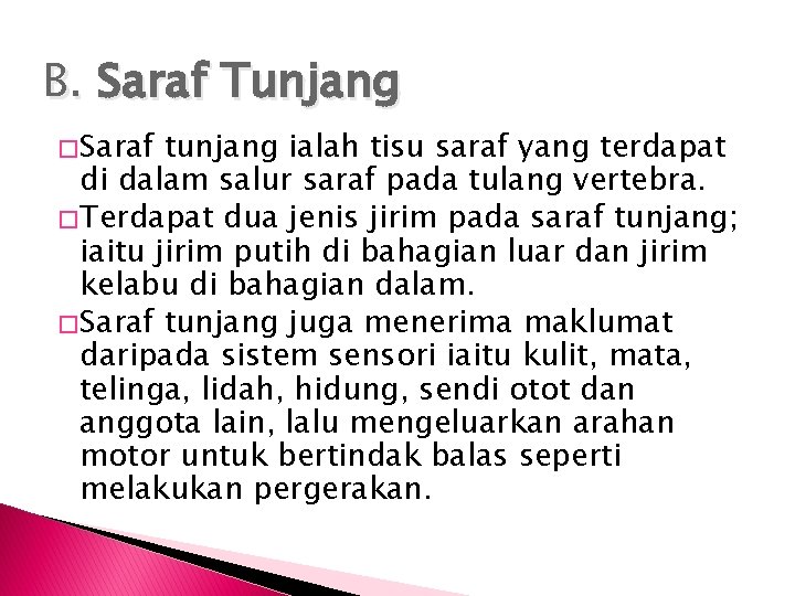 B. Saraf Tunjang � Saraf tunjang ialah tisu saraf yang terdapat di dalam salur