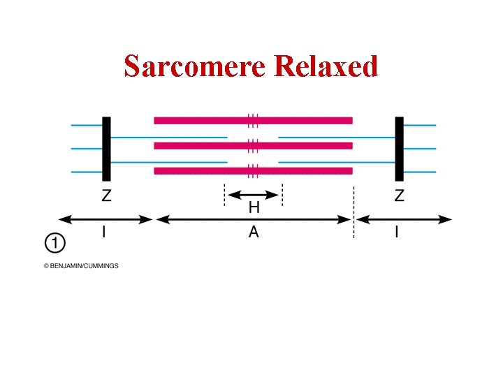 Sarcomere Relaxed 