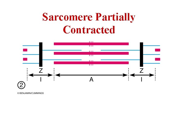 Sarcomere Partially Contracted 