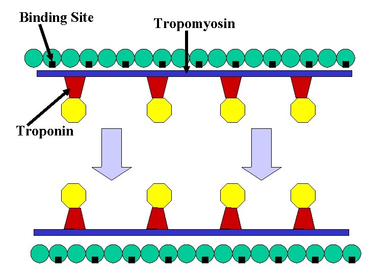Binding Site Troponin Tropomyosin 