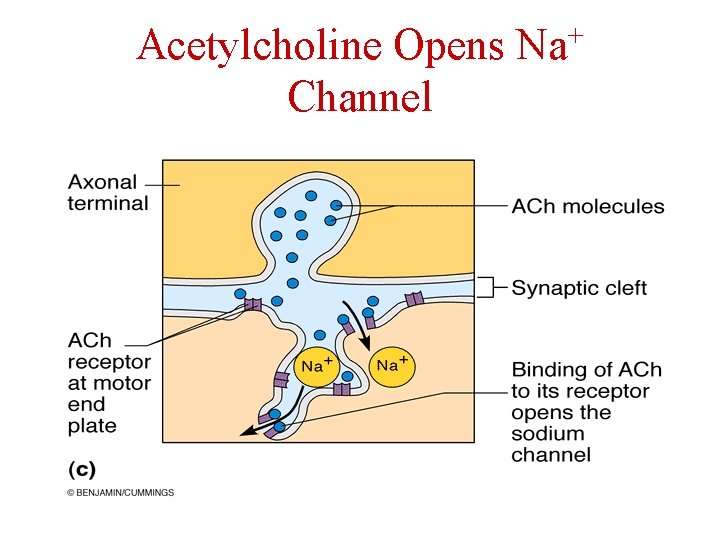 Acetylcholine Opens Na+ Channel 