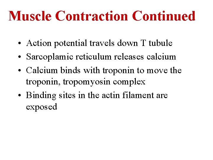 Muscle Contraction Continued • Action potential travels down T tubule • Sarcoplamic reticulum releases