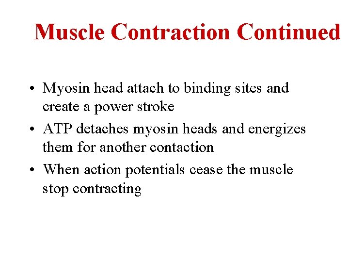 Muscle Contraction Continued • Myosin head attach to binding sites and create a power