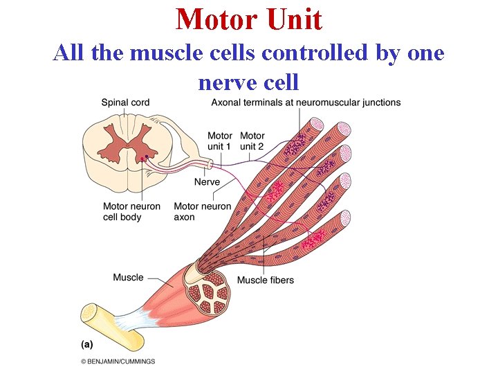 Motor Unit All the muscle cells controlled by one nerve cell 