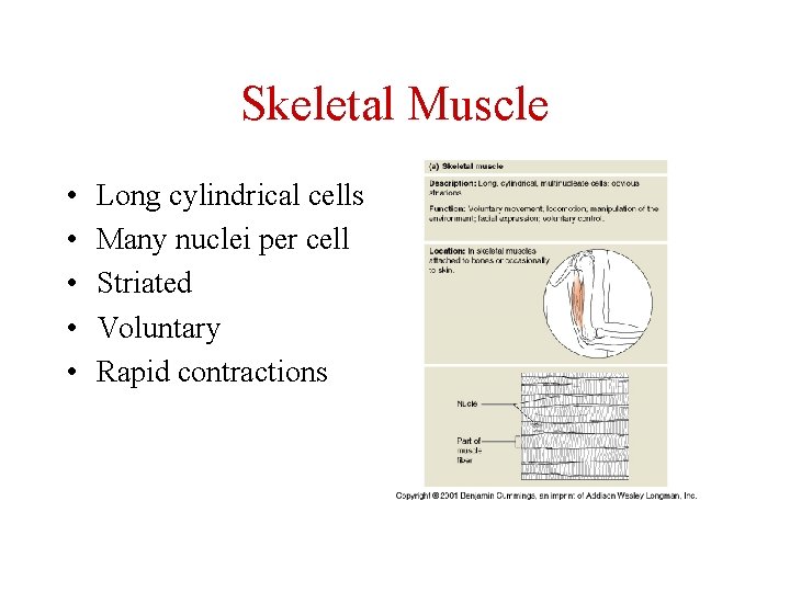 Skeletal Muscle • • • Long cylindrical cells Many nuclei per cell Striated Voluntary