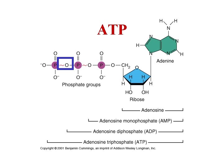 ATP 