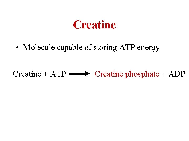 Creatine • Molecule capable of storing ATP energy Creatine + ATP Creatine phosphate +