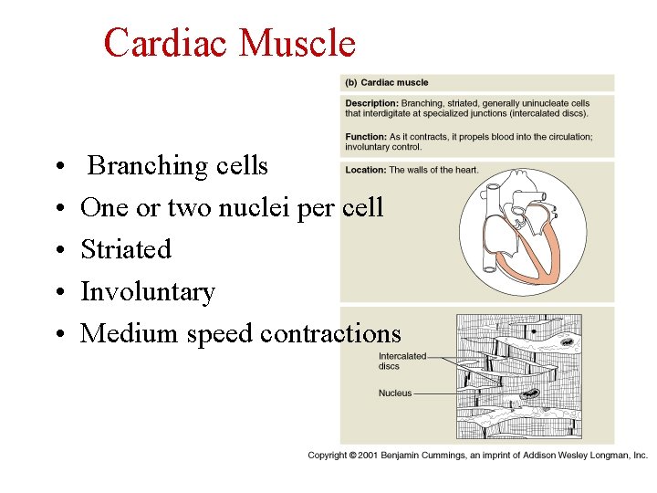 Cardiac Muscle • • • Branching cells One or two nuclei per cell Striated