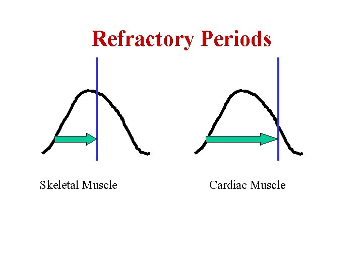 Refractory Periods Skeletal Muscle Cardiac Muscle 