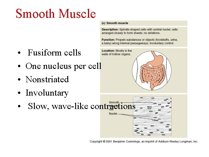 Smooth Muscle • • • Fusiform cells One nucleus per cell Nonstriated Involuntary Slow,