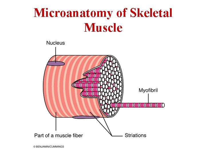 Microanatomy of Skeletal Muscle 