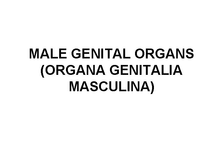 MALE GENITAL ORGANS (ORGANA GENITALIA MASCULINA) MALE GENITAL ORGANS (ORGANA GENITALIA MASCULINA)