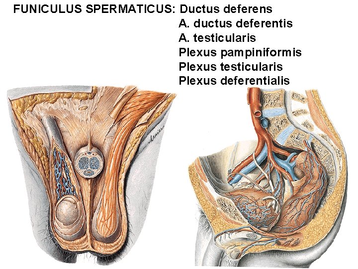 FUNICULUS SPERMATICUS: Ductus deferens A. ductus deferentis A. testicularis Plexus pampiniformis Plexus testicularis Plexus FUNICULUS SPERMATICUS: Ductus deferens A. ductus deferentis A. testicularis Plexus pampiniformis Plexus testicularis Plexus