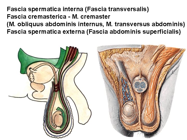 Fascia spermatica interna (Fascia transversalis) Fascia cremasterica - M. cremaster (M. obliquus abdominis internus, Fascia spermatica interna (Fascia transversalis) Fascia cremasterica - M. cremaster (M. obliquus abdominis internus,